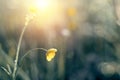 Morning summer or spring. Beautiful wildflowers with dew drops at dawn, light blur, selective focus. Shallow depth of field Royalty Free Stock Photo