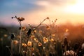 Morning summer or spring. Beautiful wildflowers with dew drops at dawn, light blur, selective focus. Shallow depth of field Royalty Free Stock Photo