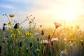 Morning summer or spring. Beautiful wildflowers with dew drops at dawn, light blur, selective focus. Shallow depth of Royalty Free Stock Photo