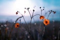 Morning summer or spring. Beautiful wildflowers with dew drops at dawn, light blur, selective focus. Shallow depth of Royalty Free Stock Photo