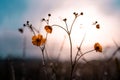 Morning summer or spring. Beautiful wildflowers with dew drops at dawn, light blur, selective focus. Shallow depth of Royalty Free Stock Photo