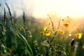 Morning summer or spring. Beautiful wildflowers with dew drops at dawn, light blur, selective focus. Shallow depth of field Royalty Free Stock Photo