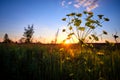 Morning summer or spring. Beautiful wildflowers with dew drops at dawn, light blur, selective focus. Shallow depth of Royalty Free Stock Photo