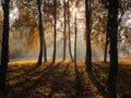 Morning sun beams light in autumn misty forest with birch trees Royalty Free Stock Photo