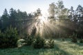 Morning sun beams in the summer forest Royalty Free Stock Photo