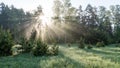 Morning sun beams in the summer forest Royalty Free Stock Photo