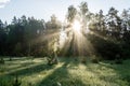 Morning sun beams in the summer forest Royalty Free Stock Photo