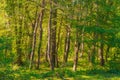 Morning sun beams in green summer forest. Nature wallpaper Royalty Free Stock Photo