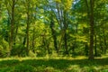 Morning sun beams in the fresh summer forest Royalty Free Stock Photo