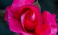 Red Rose Closeup in Full Bloom Bokeh Background Royalty Free Stock Photo