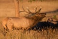 Morning sun on bugling elk Royalty Free Stock Photo