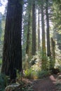 Redwoods National Park, Morning Sun in Coatal Redwood Forest, UNESCO World Heritage Site, Northern California, USA Royalty Free Stock Photo