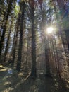 morning sun in a coniferous forest. Beautiful nature of Norway Royalty Free Stock Photo