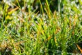 Morning sun, dew and grass Royalty Free Stock Photo
