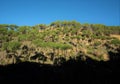 Morning sun entering a pine forest in the mountains