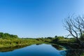 Morning sun enters the deciduous forest surrounded by mist floating over the water Royalty Free Stock Photo