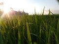 Morning sun in a field with dew drops