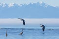 Morning sun, fog on the water, falling tide, Olympic Mountains in the background, Great Blue Herons in the shallows