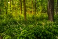 Morning sun on a forest trail Royalty Free Stock Photo