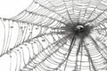 A dew-covered spider web with a spider visible in the center. Royalty Free Stock Photo