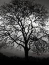Sun behind bare tree in black and white Royalty Free Stock Photo
