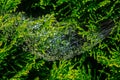 Spider web heavy with dew Royalty Free Stock Photo