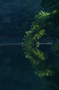 Morning sun illuminates greentree leaning over pond and reflected in water Royalty Free Stock Photo