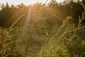 Morning sun illuminates the web with a spider Argiope lobata. Shooting at eye level. Soft focus. Counterlight Horizontal version Royalty Free Stock Photo