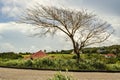 Morning Sun On Leafless Lebbek Tree