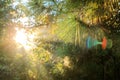 Morning sun light and flare beam ray in green forest jungle with pine tree blurred background landscape Royalty Free Stock Photo