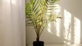 Morning sun lighting the room, shadow background overlays. Transparent shadow of tropical leaves. Abstract gray shadow Royalty Free Stock Photo