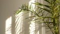 Morning sun lighting the room, shadow background overlays. Transparent shadow of tropical leaves. Abstract gray shadow Royalty Free Stock Photo