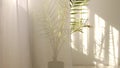 Morning sun lighting the room, shadow background overlays. Transparent shadow of tropical leaves. Abstract gray shadow Royalty Free Stock Photo