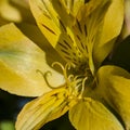 Morning sun lighting up the pistol and stamen of a back lit Yellow Day Lily