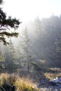 Morning sun on old growth forest Royalty Free Stock Photo