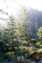 Morning sun on old growth forest Royalty Free Stock Photo