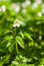 Morning sun over single anemome flower