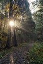 The morning sun on a path in the park rays pass through the trees