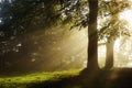 Morning sun rays on forest Royalty Free Stock Photo