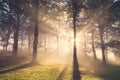 Morning sun rays on forest Royalty Free Stock Photo