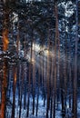 Morning sun rays in forest with frozen trees in winter Royalty Free Stock Photo