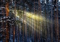 Morning sun rays in forest with frozen trees in winter Royalty Free Stock Photo