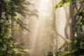 Morning sun rays in forest Royalty Free Stock Photo