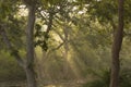 Morning Sun Rays in the Forest Royalty Free Stock Photo