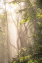 Morning sun rays in forest Royalty Free Stock Photo