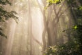 Morning sun rays in forest Royalty Free Stock Photo