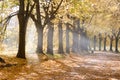 Morning sun rays goes through straight alley trees in the city park. Morning in the park. Royalty Free Stock Photo