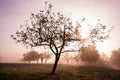 Morning sun rays in a misty forest Royalty Free Stock Photo