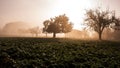 Morning sun rays in a misty forest Royalty Free Stock Photo