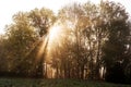 Morning sun rays in a misty forest Royalty Free Stock Photo